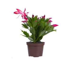 Christmas Cactus